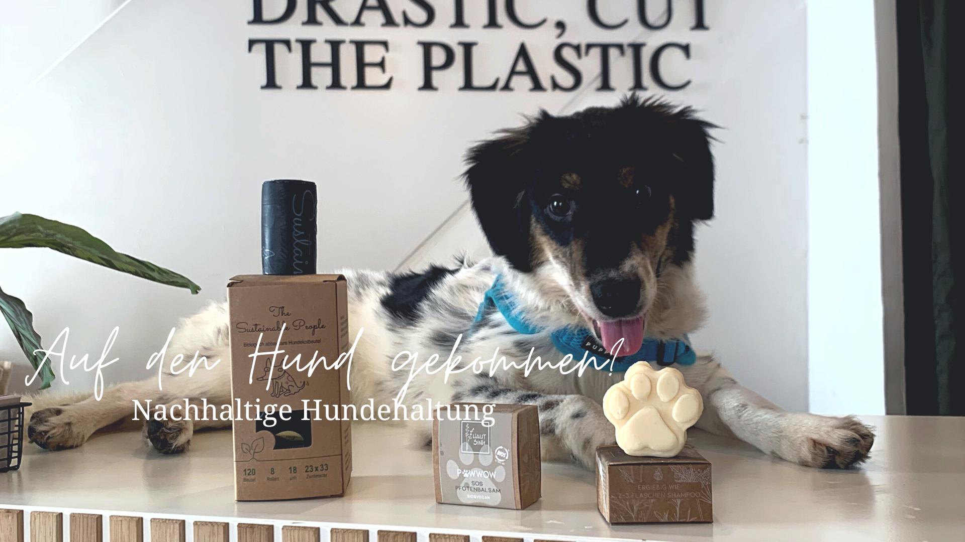 Auf den Hund gekommen? Nachhaltige Hundehaltung